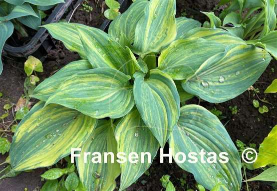 Hosta Wonderful Life